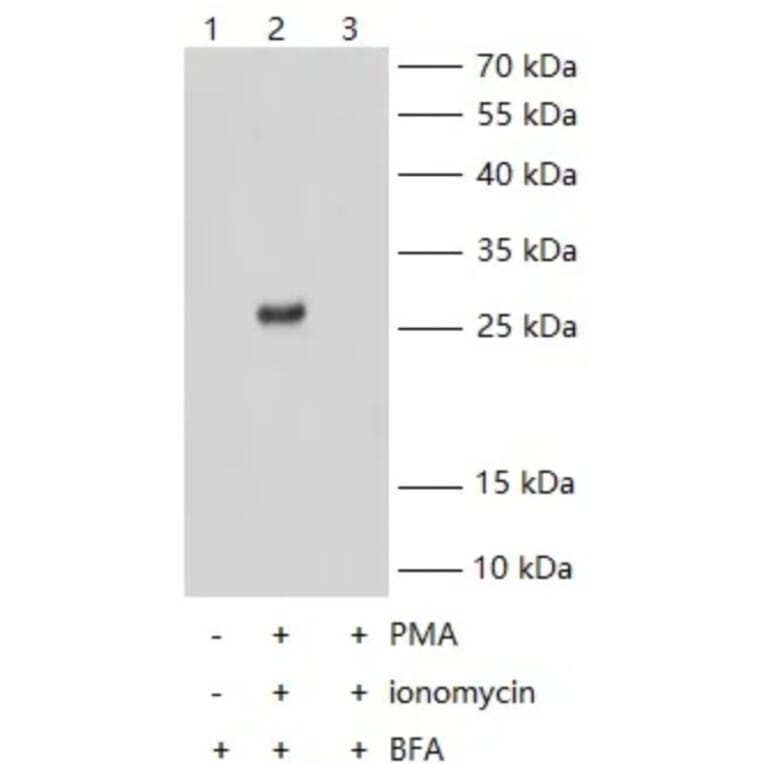 IFN gamma KO Validation - Human IFN gamma ELISA Kit (A335540) - Antibodies.com