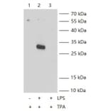 IL-1 beta KO Validation - Human IL-1 beta ELISA Kit (A335549) - Antibodies.com