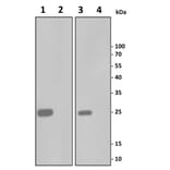 TNF alpha Antibody KO Validation - Human TNF alpha ELISA Kit (A335601) - Antibodies.com