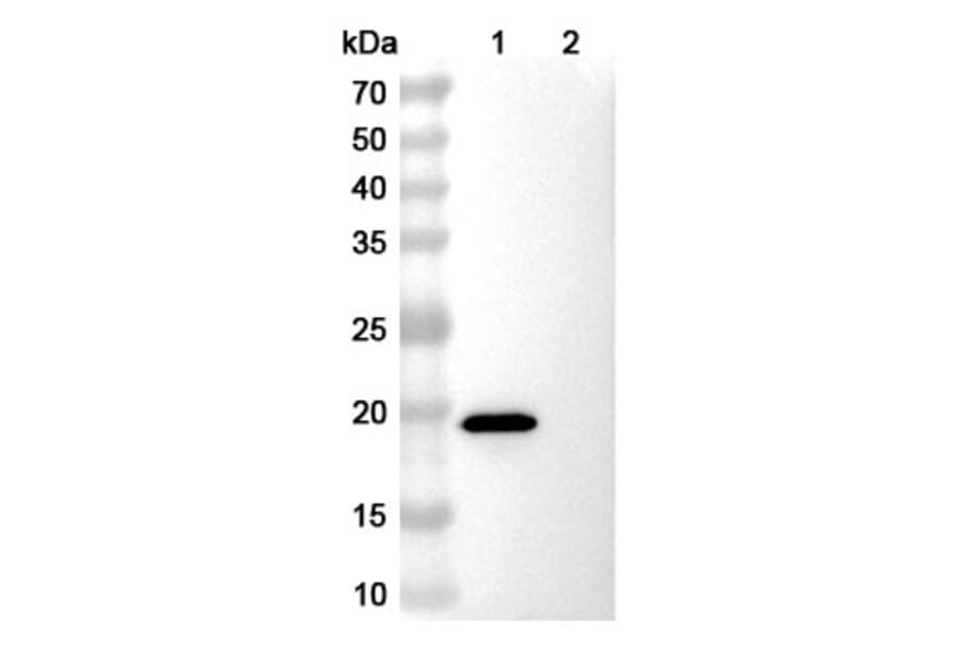 SDS-PAGE - Anti-EPEA Tag Nanobody [SAA0356] (A337466) - Antibodies.com