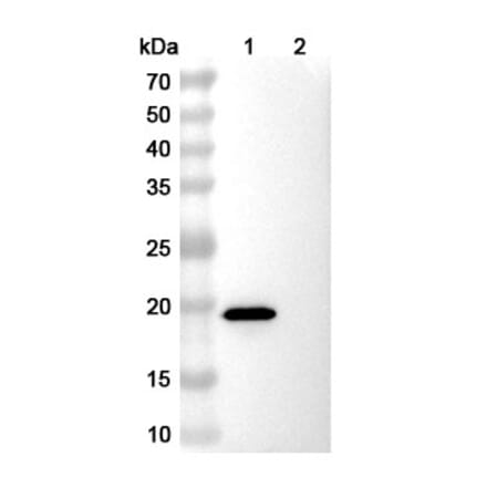 SDS-PAGE - Anti-EPEA Tag Nanobody [SAA0356] (A337466) - Antibodies.com