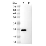 SDS-PAGE - Anti-EPEA Tag Nanobody [SAA0356] (A337466) - Antibodies.com