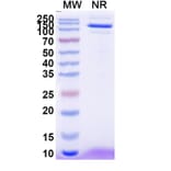 SDS-PAGE - Anti-EPEA Tag Nanobody [SAA0356] (A337466) - Antibodies.com