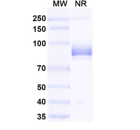 Dose-response - Anti-mCherry Nanobody [SAA0406] (A337467) - Antibodies.com