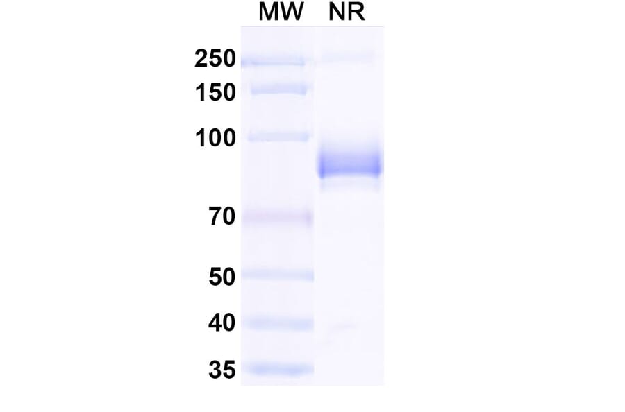 Dose-response - Anti-mCherry Nanobody [SAA0406] (A337467) - Antibodies.com