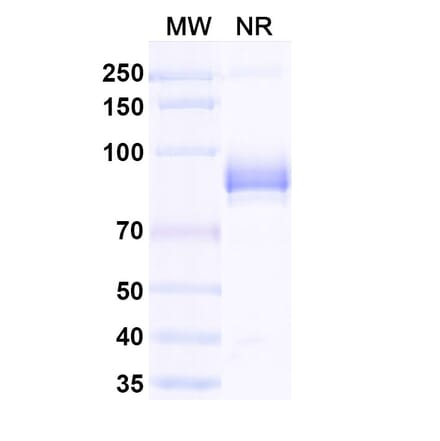 Dose-response - Anti-mCherry Nanobody [SAA0406] (A337467) - Antibodies.com