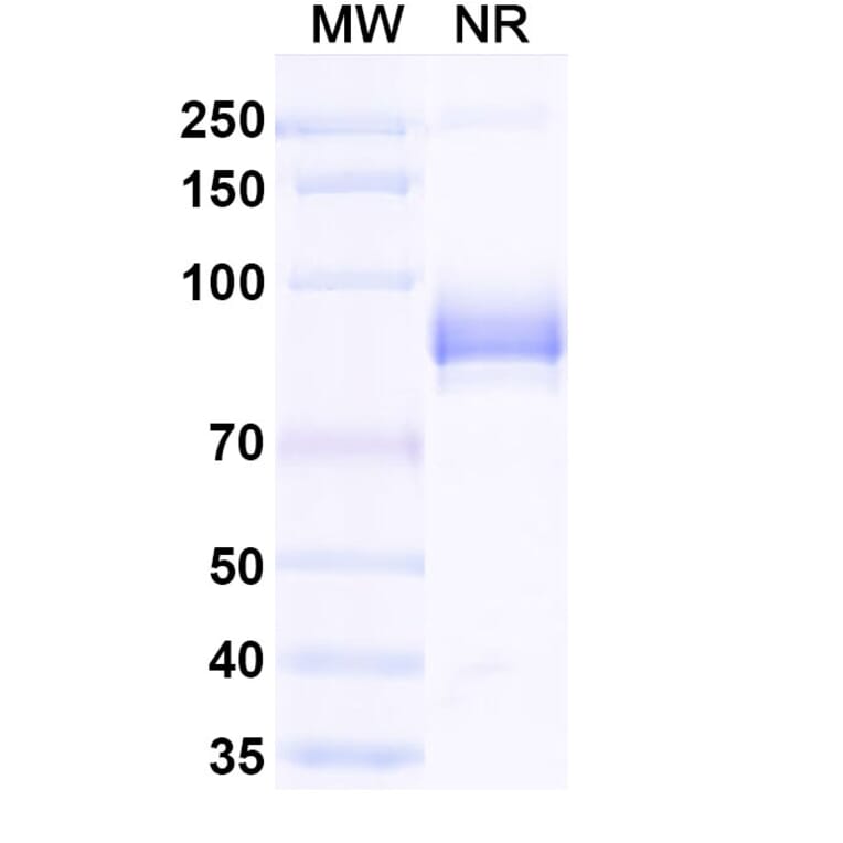Dose-response - Anti-mCherry Nanobody [SAA0406] (A337467) - Antibodies.com