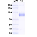 Dose-response - Anti-mCherry Nanobody [SAA0406] (A337467) - Antibodies.com