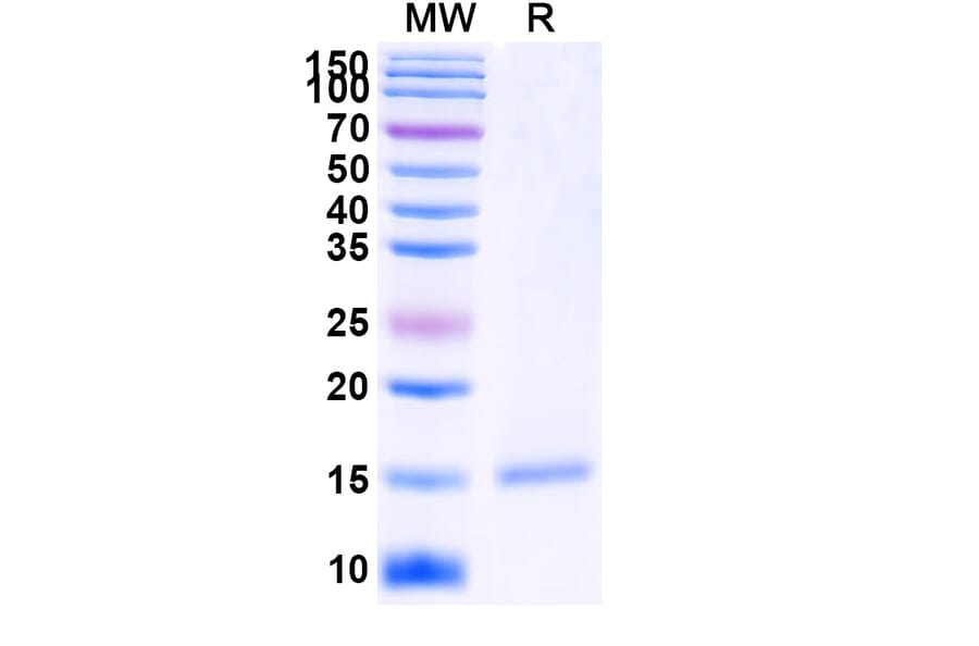 SDS-PAGE - Anti-GFP Nanobody [SAA0921] (A337474) - Antibodies.com