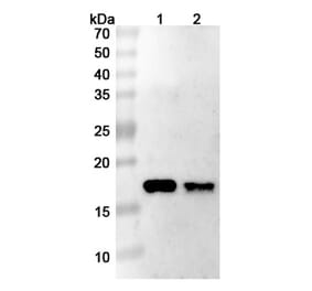 SDS-PAGE - Anti-DR5 Nanobody [TAS266] (A337496) - Antibodies.com