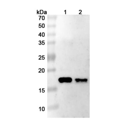 SDS-PAGE - Anti-DR5 Nanobody [TAS266] (A337496) - Antibodies.com
