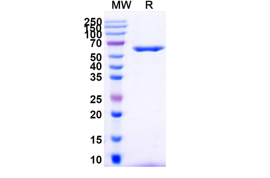 SDS-PAGE - Anti-DR5 Nanobody [TAS266] (A337496) - Antibodies.com