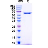 SDS-PAGE - Anti-DR5 Nanobody [TAS266] (A337496) - Antibodies.com