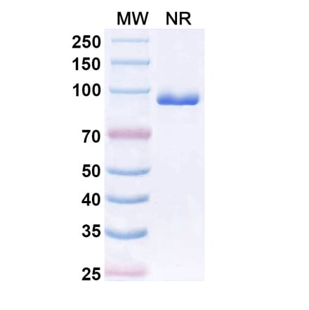 SDS-PAGE - Anti-CX3CR1 Nanobody [BI 655089] (A337504) - Antibodies.com