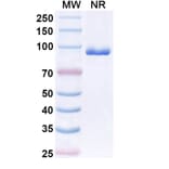 SDS-PAGE - Anti-CX3CR1 Nanobody [BI 655089] (A337504) - Antibodies.com