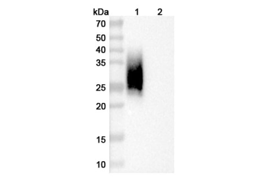 SDS-PAGE - Anti-CD47 Nanobody [A4] (A337508) - Antibodies.com