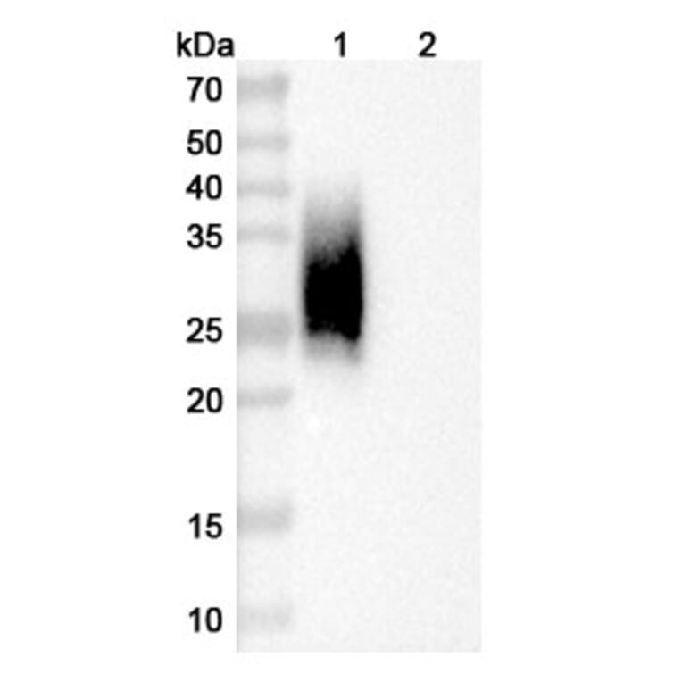SDS-PAGE - Anti-CD47 Nanobody [A4] (A337508) - Antibodies.com