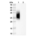 SDS-PAGE - Anti-CD47 Nanobody [A4] (A337508) - Antibodies.com
