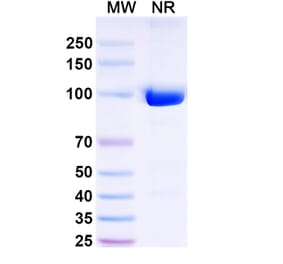 SDS-PAGE - Anti-CD11b Nanobody [DC13] (A337509) - Antibodies.com