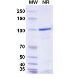 SDS-PAGE - Anti-CLEC9A Nanobody [SAA0484] (A337511) - Antibodies.com