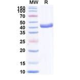 SDS-PAGE - Anti-VHH-mFc Nanobody [cAb-Lys2] (A337515) - Antibodies.com