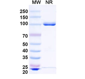 SDS-PAGE - Anti-IgG1 Nanobody [cAb-Lys2] (A337516) - Antibodies.com