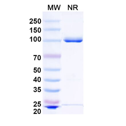SDS-PAGE - Anti-IgG1 Nanobody [cAb-Lys2] (A337516) - Antibodies.com