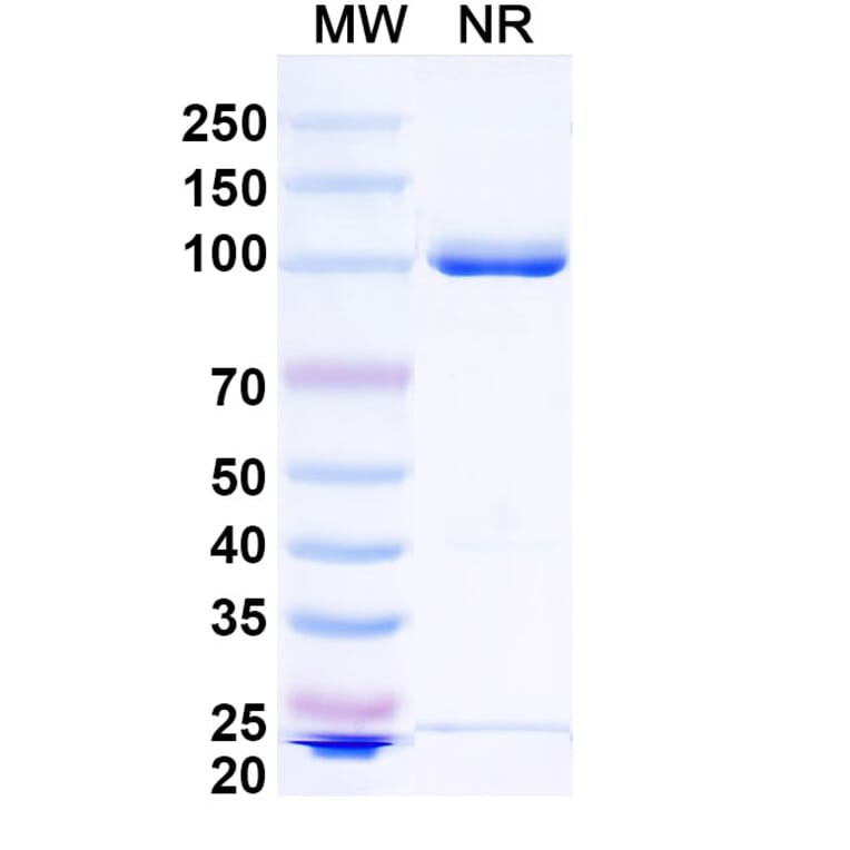 SDS-PAGE - Anti-IgG1 Nanobody [cAb-Lys2] (A337516) - Antibodies.com