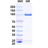 SDS-PAGE - Anti-IgG1 Nanobody [cAb-Lys2] (A337516) - Antibodies.com