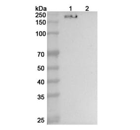 SDS-PAGE - Anti-CD206 Nanobody [SAA0769] (A337521) - Antibodies.com