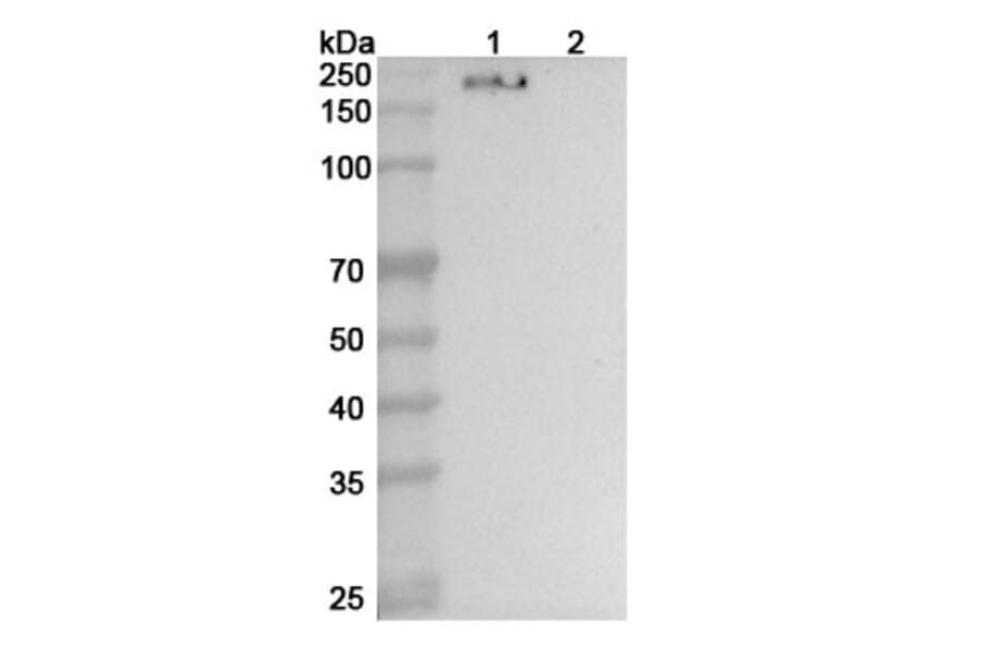 SDS-PAGE - Anti-CD206 Nanobody [SAA0769] (A337521) - Antibodies.com