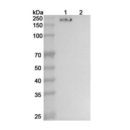 SDS-PAGE - Anti-CD206 Nanobody [SAA0769] (A337521) - Antibodies.com
