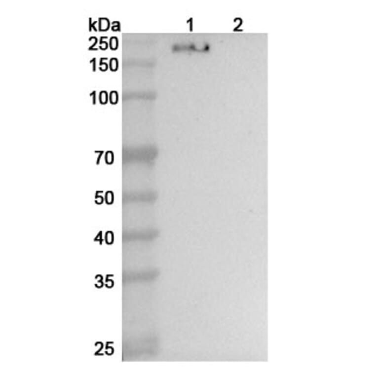 SDS-PAGE - Anti-CD206 Nanobody [SAA0769] (A337521) - Antibodies.com