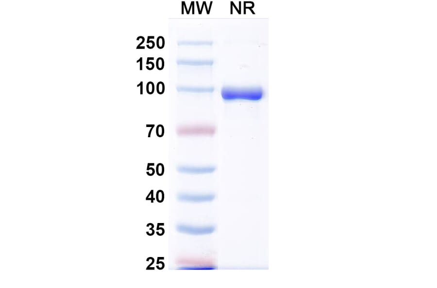SDS-PAGE - Anti-Fusion Glycoprotein F0 Nanobody [VHHL66] (A337623) - Antibodies.com