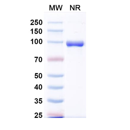 SDS-PAGE - Anti-Fusion Glycoprotein F0 Nanobody [VHHL66] (A337623) - Antibodies.com