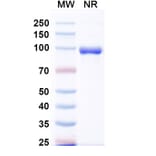 SDS-PAGE - Anti-Fusion Glycoprotein F0 Nanobody [VHHL66] (A337623) - Antibodies.com