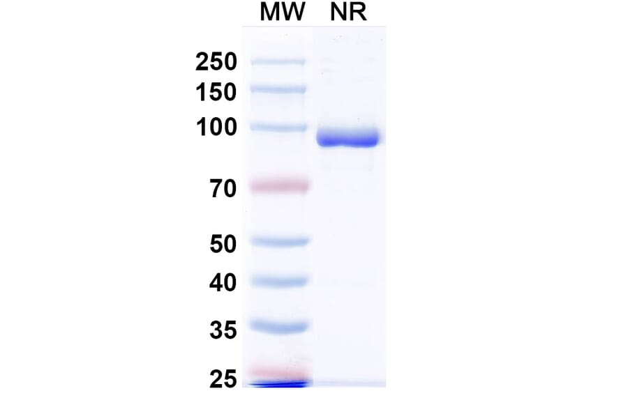 SDS-PAGE - Anti-Fusion Glycoprotein F0 Nanobody [VHH4] (A337624) - Antibodies.com