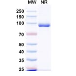 SDS-PAGE - Anti-Fusion Glycoprotein F0 Nanobody [VHH4] (A337624) - Antibodies.com