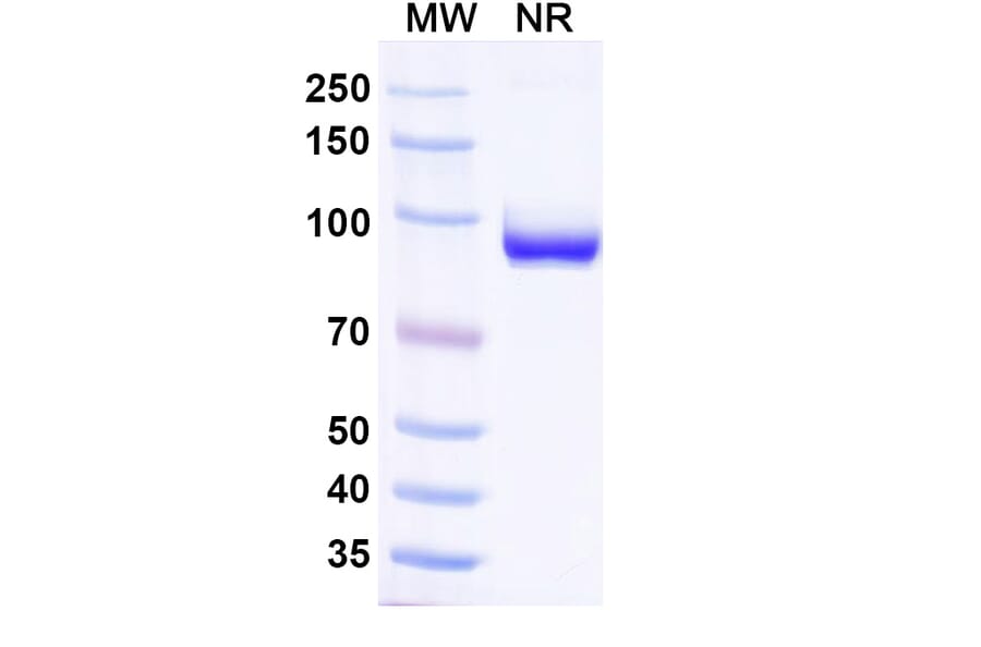 SDS-PAGE - Anti-Nucleoprotein Nanobody [1307] (A337631) - Antibodies.com