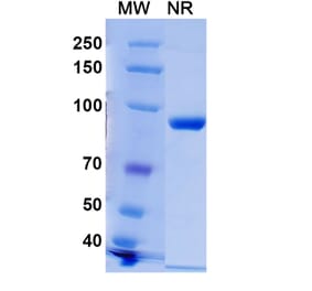 SDS-PAGE - Anti-Histone H2A.X (phospho Ser139) Nanobody [C6] (A337636) - Antibodies.com