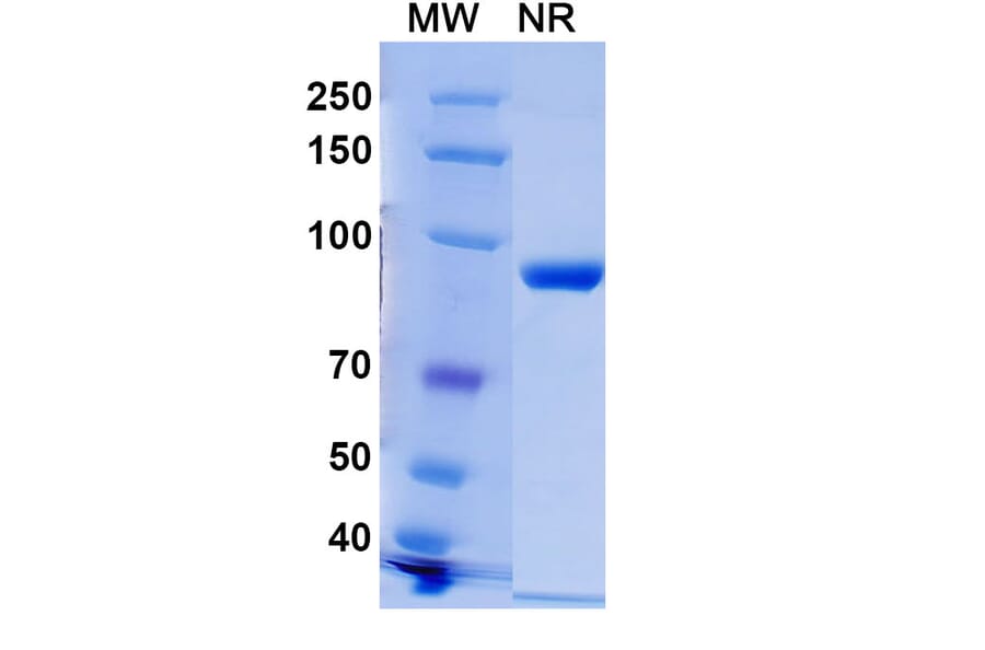 SDS-PAGE - Anti-Histone H2A.X (phospho Ser139) Nanobody [C6] (A337636) - Antibodies.com
