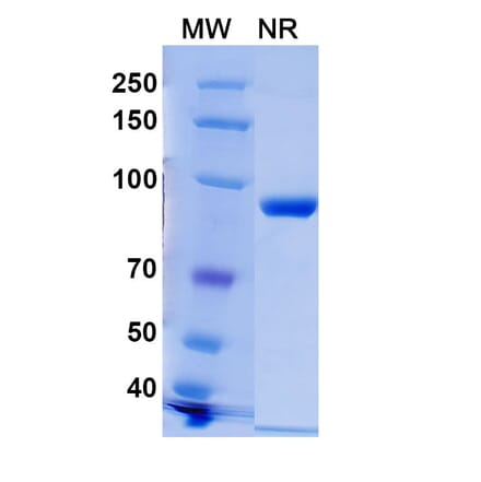 SDS-PAGE - Anti-Histone H2A.X (phospho Ser139) Nanobody [C6] (A337636) - Antibodies.com