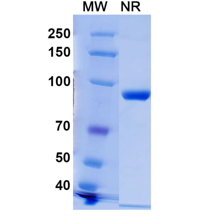 SDS-PAGE - Anti-Histone H2A.X (phospho Ser139) Nanobody [C6] (A337636) - Antibodies.com