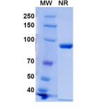 SDS-PAGE - Anti-Histone H2A.X (phospho Ser139) Nanobody [C6] (A337636) - Antibodies.com