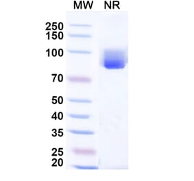 SDS-PAGE - Anti-CCL3 Nanobody [Iv0078] (A337642) - Antibodies.com