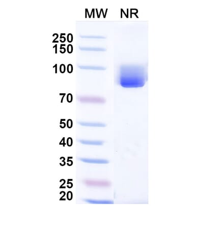 SDS-PAGE - Anti-CCL3 Nanobody [Iv0078] (A337642) - Antibodies.com