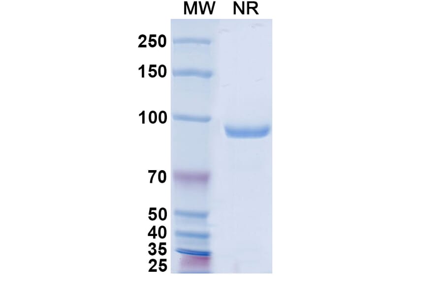 SDS-PAGE - Anti-A29L Nanobody [P1D4] (A337670) - Antibodies.com