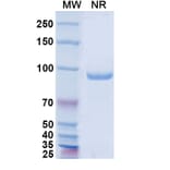 SDS-PAGE - Anti-A29L Nanobody [P1D4] (A337670) - Antibodies.com