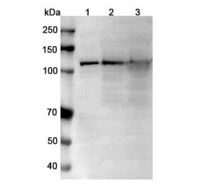SDS-PAGE - Anti-TRPM4 Nanobody [SAA0760] (A337682) - Antibodies.com
