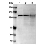 SDS-PAGE - Anti-TRPM4 Nanobody [SAA0760] (A337682) - Antibodies.com